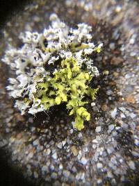 Physcia adscendens image