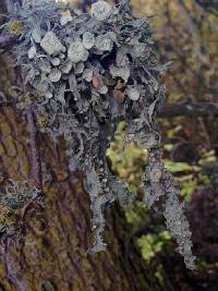 Ramalina fraxinea image