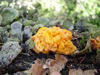 Tremella mesenterica image