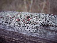Cladonia didyma image