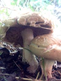 Agrocybe praecox image