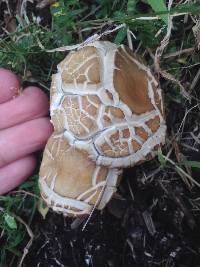 Agrocybe praecox image