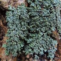 Phaeophyscia pusilloides image