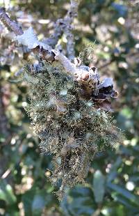 Usnea strigosa image