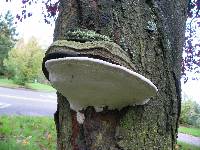 Fomitopsis pinicola image