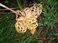 Clathrus ruber image