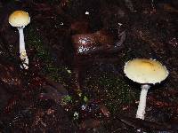 Stropharia ambigua image