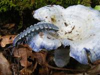 Lactarius indigo image