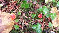 Hygrocybe coccinea image