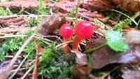 Hygrocybe coccinea image