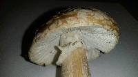 Amanita gemmata image