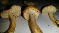 Hydnum umbilicatum image