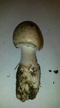 Amanita gemmata image