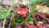 Hygrocybe coccinea image