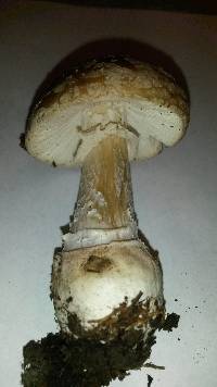 Amanita gemmata image