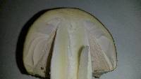 Amanita gemmata image