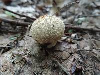 Lycoperdon perlatum image