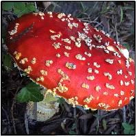 Amanita muscaria image