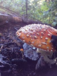 Amanita muscaria image