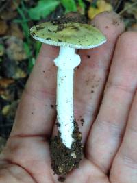 Amanita phalloides image