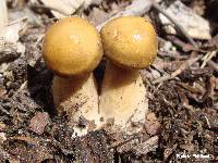 Agrocybe praecox image