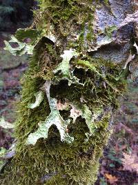 Lobaria pulmonaria image