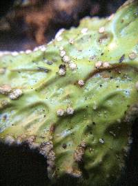 Lobaria pulmonaria image