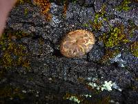 Polyporus arcularius image