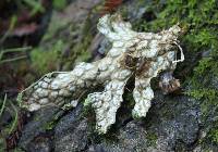 Lobaria pulmonaria image