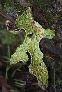 Lobaria pulmonaria image