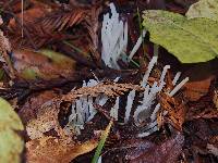 Clavaria fragilis image