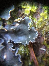 Peltigera collina image