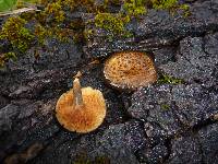 Polyporus arcularius image