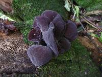 Auricularia cornea image