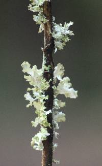 Tuckermannopsis orbata image