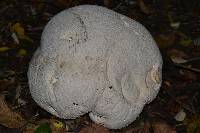 Calvatia gigantea image