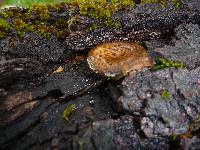 Polyporus arcularius image