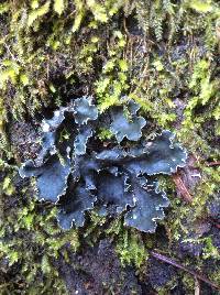 Peltigera collina image