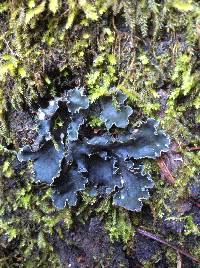 Peltigera collina image