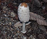 Coprinus comatus image