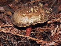 Boletus chrysenteron image