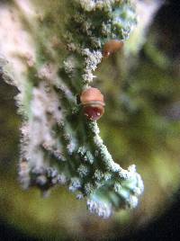 Lobaria pulmonaria image