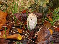 Coprinus comatus image