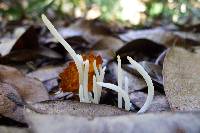 Clavaria fragilis image