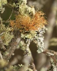 Usnea rubicunda image