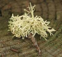 Evernia prunastri image