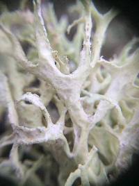 Evernia prunastri image