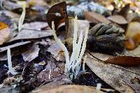 Clavaria fragilis image