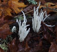 Clavaria fragilis image