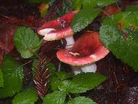 Russula sanguinaria image